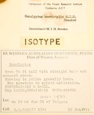 APII jpeg image of Eucalyptus brevistylis  © contact APII