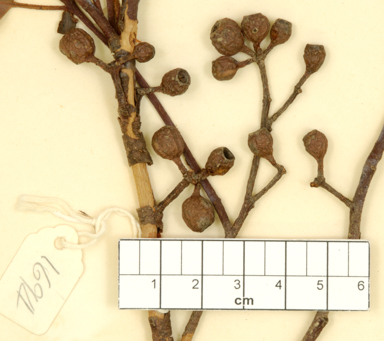 APII jpeg image of Eucalyptus brevistylis  © contact APII