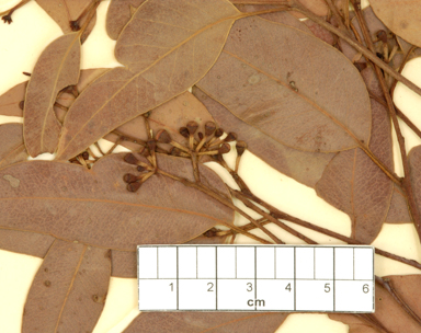 APII jpeg image of Eucalyptus brevistylis  © contact APII