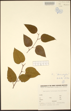 APII jpeg image of Eucalyptus brevistylis  © contact APII