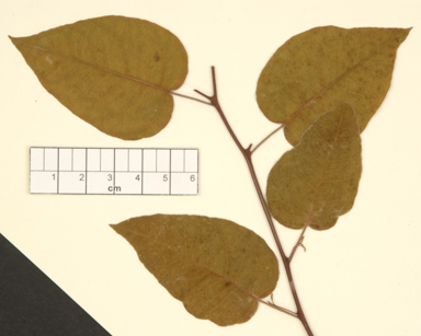 APII jpeg image of Eucalyptus brevistylis  © contact APII