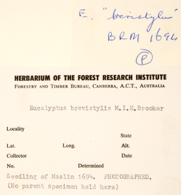 APII jpeg image of Eucalyptus brevistylis  © contact APII