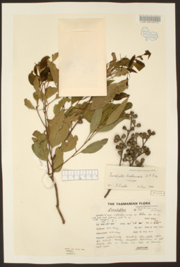 APII jpeg image of Eucalyptus brookeriana  © contact APII