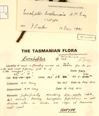 APII jpeg image of Eucalyptus brookeriana  © contact APII