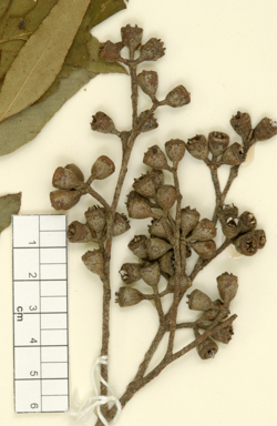 APII jpeg image of Eucalyptus brookeriana  © contact APII