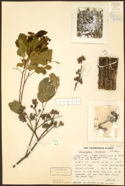 APII jpeg image of Eucalyptus brookeriana  © contact APII