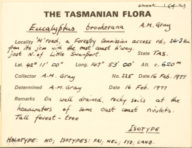 APII jpeg image of Eucalyptus brookeriana  © contact APII