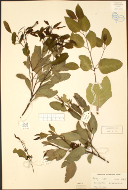 APII jpeg image of Eucalyptus brookeriana  © contact APII