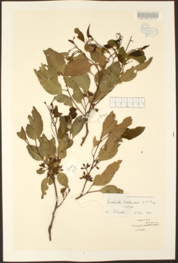 APII jpeg image of Eucalyptus brookeriana  © contact APII