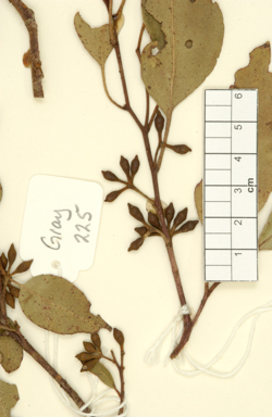 APII jpeg image of Eucalyptus brookeriana  © contact APII