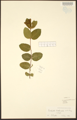 APII jpeg image of Eucalyptus brookeriana  © contact APII