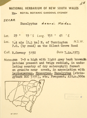 APII jpeg image of Eucalyptus deanei  © contact APII