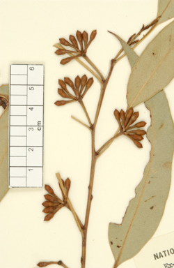 APII jpeg image of Eucalyptus deanei  © contact APII