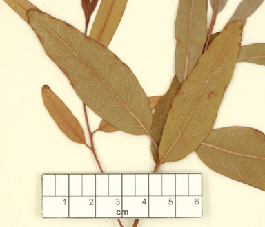 APII jpeg image of Corymbia bunites  © contact APII