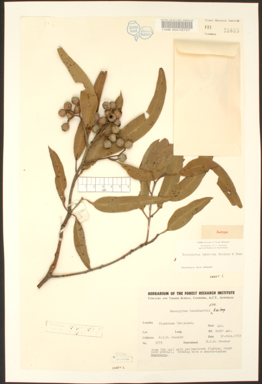 APII jpeg image of Corymbia bunites  © contact APII