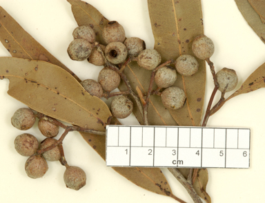 APII jpeg image of Corymbia bunites  © contact APII