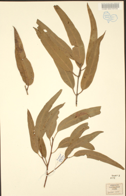 APII jpeg image of Corymbia bunites  © contact APII