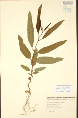 APII jpeg image of Corymbia bunites  © contact APII