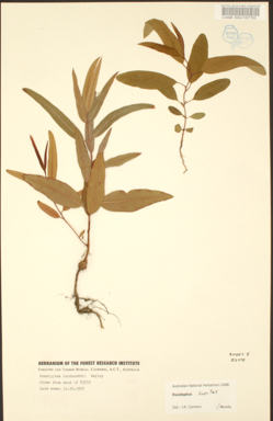 APII jpeg image of Corymbia bunites  © contact APII