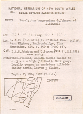 APII jpeg image of Eucalyptus burgessiana  © contact APII