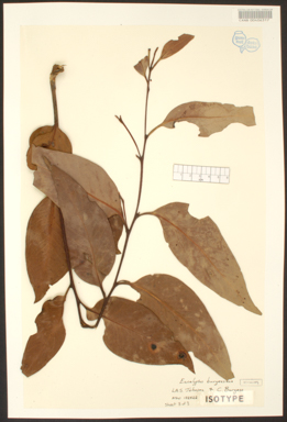 APII jpeg image of Eucalyptus burgessiana  © contact APII