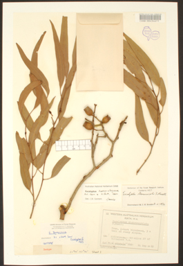 APII jpeg image of Corymbia hamersleyana  © contact APII