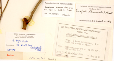 APII jpeg image of Corymbia hamersleyana  © contact APII