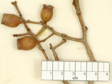 APII jpeg image of Corymbia hamersleyana  © contact APII