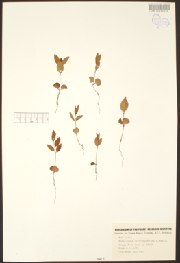 APII jpeg image of Corymbia hamersleyana  © contact APII