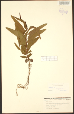 APII jpeg image of Corymbia hamersleyana  © contact APII