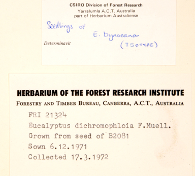 APII jpeg image of Corymbia hamersleyana  © contact APII