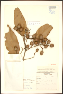 APII jpeg image of Corymbia greeniana  © contact APII