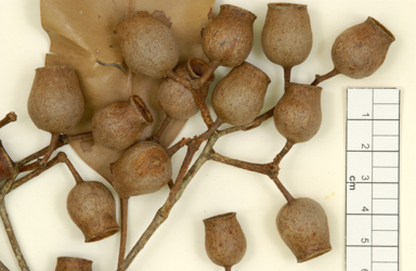 APII jpeg image of Corymbia greeniana  © contact APII