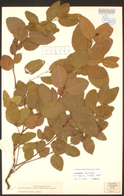 APII jpeg image of Corymbia greeniana  © contact APII