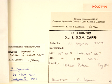 APII jpeg image of Corymbia greeniana  © contact APII