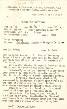 APII jpeg image of Eucalyptus cadens  © contact APII