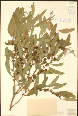 APII jpeg image of Eucalyptus cadens  © contact APII