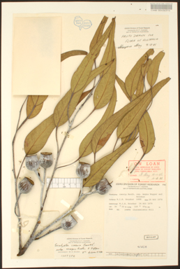 APII jpeg image of Eucalyptus caesia subsp. magna  © contact APII