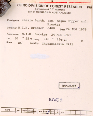 APII jpeg image of Eucalyptus caesia subsp. magna  © contact APII