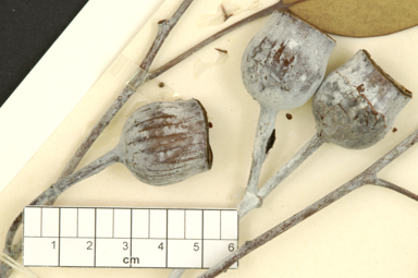 APII jpeg image of Eucalyptus caesia subsp. magna  © contact APII