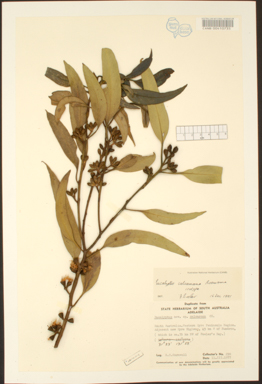 APII jpeg image of Eucalyptus calcareana  © contact APII