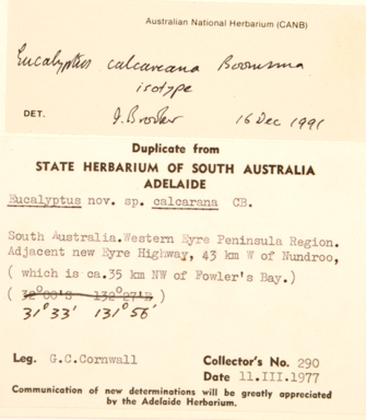 APII jpeg image of Eucalyptus calcareana  © contact APII