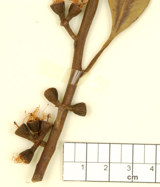 APII jpeg image of Eucalyptus calcareana  © contact APII