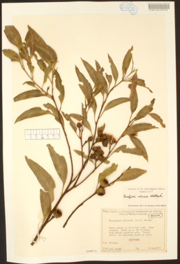 APII jpeg image of Eucalyptus calcicola subsp. calcicola  © contact APII