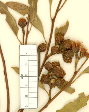 APII jpeg image of Eucalyptus calcicola subsp. calcicola  © contact APII