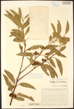 APII jpeg image of Eucalyptus calcicola subsp. calcicola  © contact APII