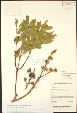 APII jpeg image of Eucalyptus calcicola subsp. unita  © contact APII
