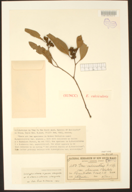 APII jpeg image of Eucalyptus calcicultrix var. X obscura  © contact APII