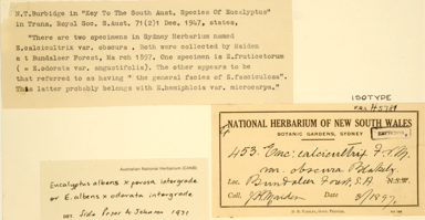 APII jpeg image of Eucalyptus calcicultrix var. X obscura  © contact APII