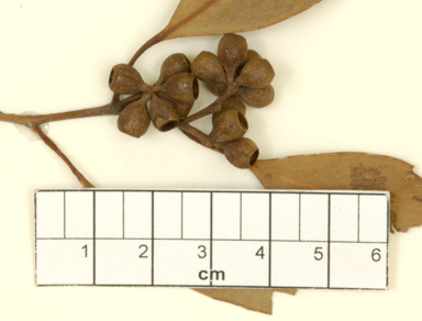 APII jpeg image of Eucalyptus calcicultrix var. X obscura  © contact APII